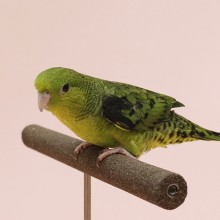Image 10