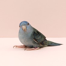 Image 12