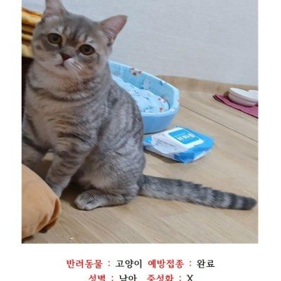 고양이 무료 분양