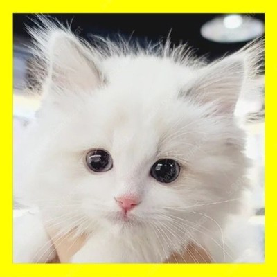 고양이분양 랙돌분양 고양이무료분양 꿈에 개냥이 보세요