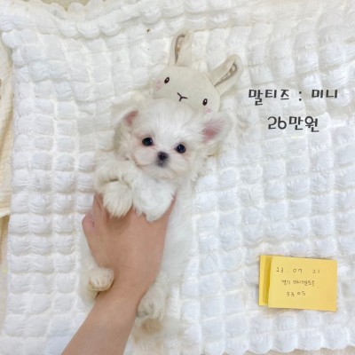 최저분양가로 분양하고 있습니다 추가금 없습니다 ( 말티푸분양 / 말티즈분양 / 미니비숑분양 / 토이푸들분양 / 포메라니안분양 / 킹찰스스파니엘분양 )