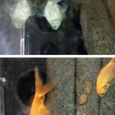 [열대어(생물분양)] 성인 손바닥만한 백유금 및 금붕어들 분양합니다